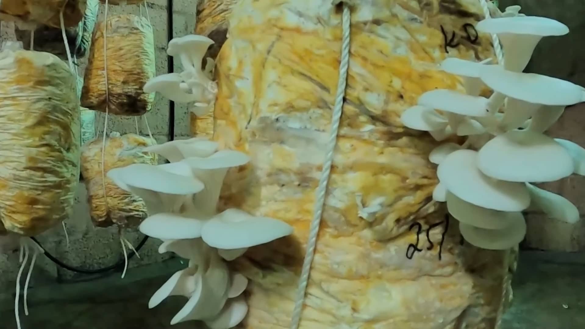 Fresh Coffee with Croissant