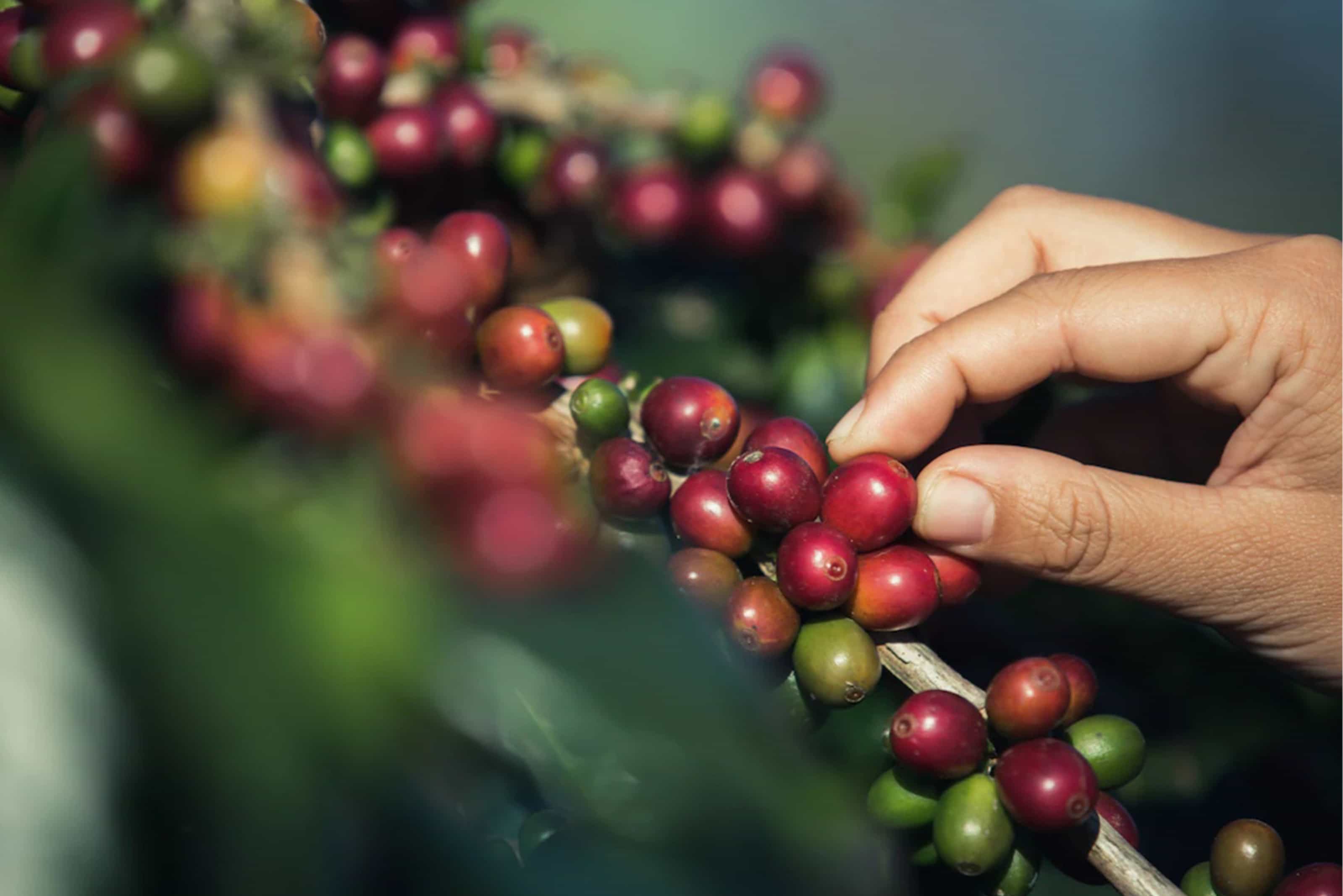 Fresh Coffee with Croissant